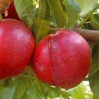 NEKTARINA Nektared 4