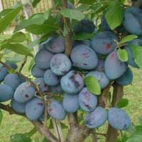 ŠLJIVA Čačanska Lepotica