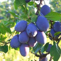 ŠLJIVA Čačanska Rana