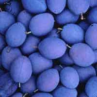 ŠLJIVA Kalifornijska Plava