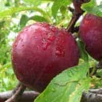 ŠLJIVA Rutgešteter