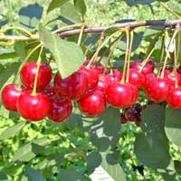 VIŠNJA Čačanski Rubin