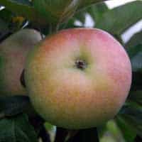 SADNICE VOĆA – JABUKA BUDIMKA