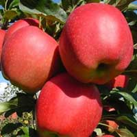 SADNICE VOĆA – JABUKA MIČI GALA (GALA)