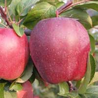 SADNICE VOĆA – JABUKA GLOSTER