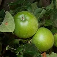 SADNICE VOĆA – JABUKA GRENI SMIT SPUR