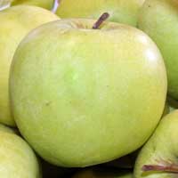 SADNICE VOĆA – JABUKA MUCU (MUTCU)