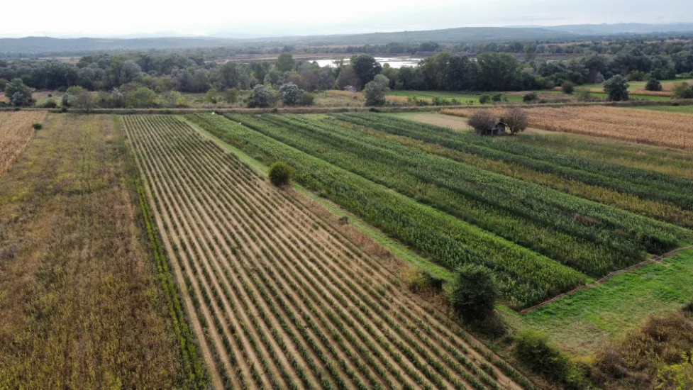 Sadnice Smiljkovic aerial view - fruit plant nursery (2)